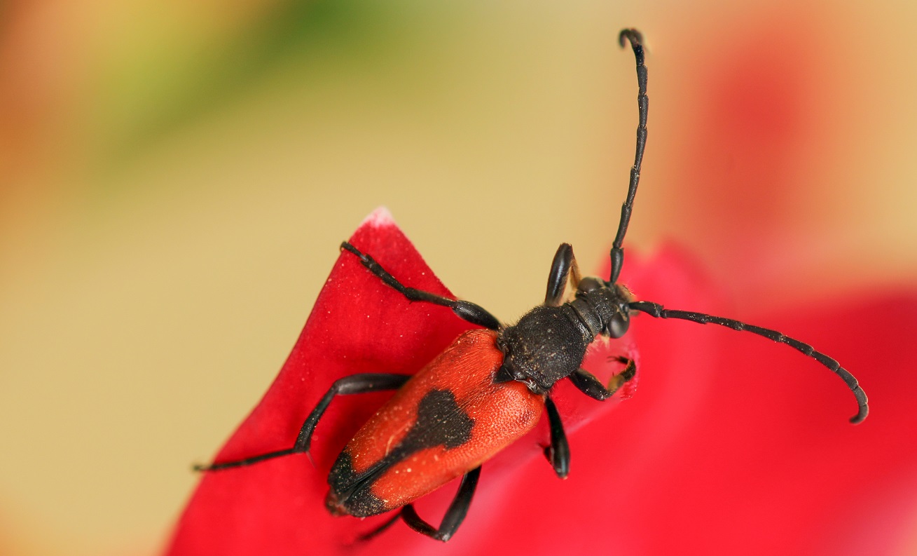 Cerambycidae: Stictoleptura cordigera